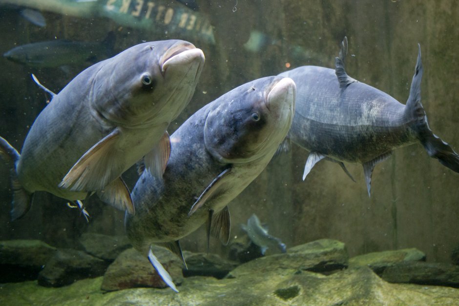 Белый Амур (Ctenopharyngodon Idella)
