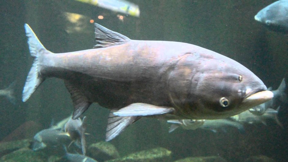 Пёстрый толстолобик Aristichthys Nobilis