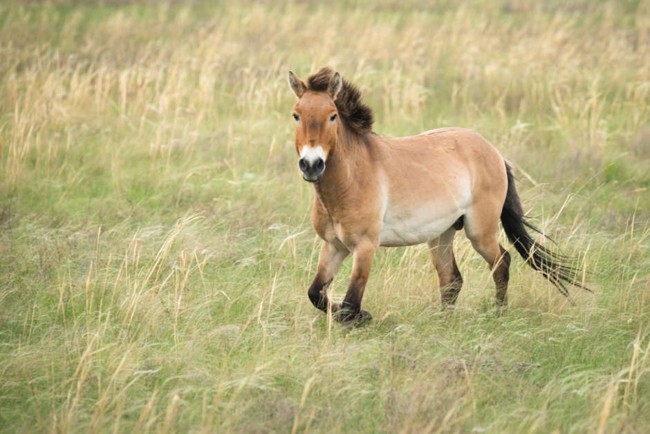 Лошадь Пржевальского Equus przewalskii
