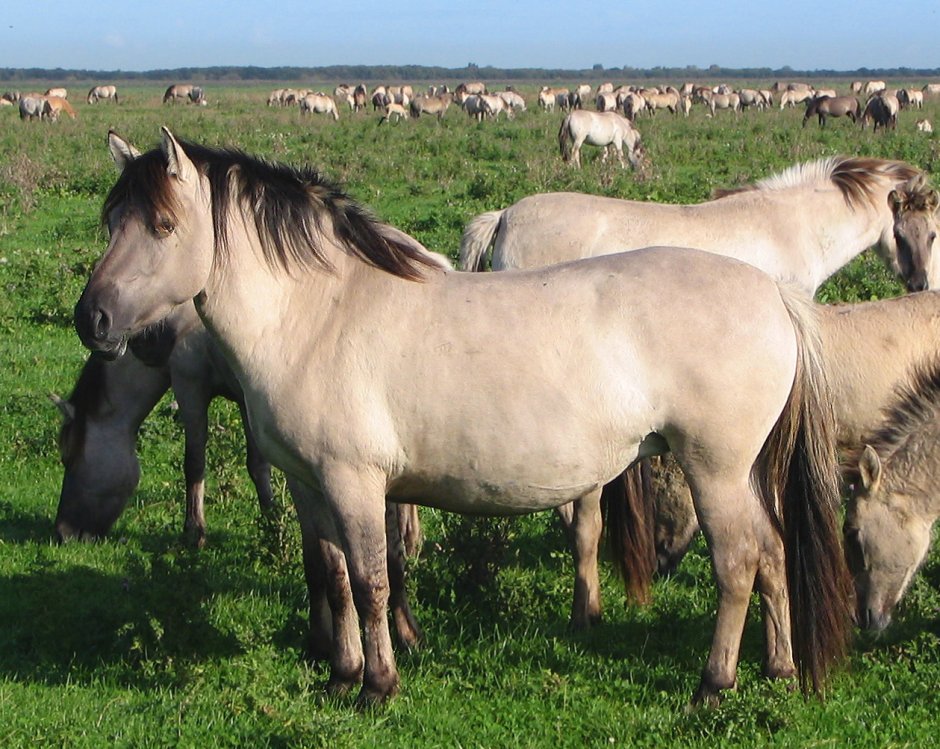 Лошадь Пржевальского Equus przewalskii