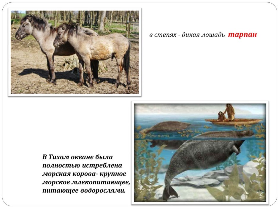 Степной Кулан