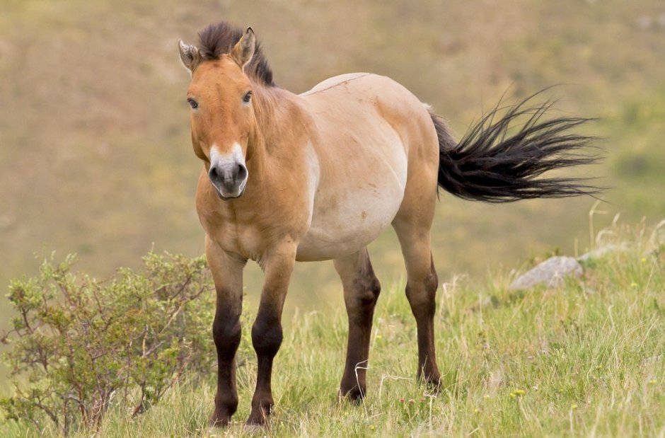 Лошадь Пржевальского Equus przewalskii