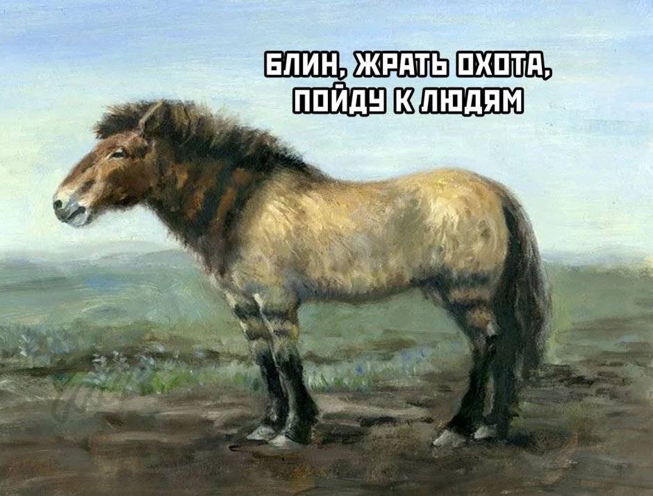 Степная лошадь Тарпан