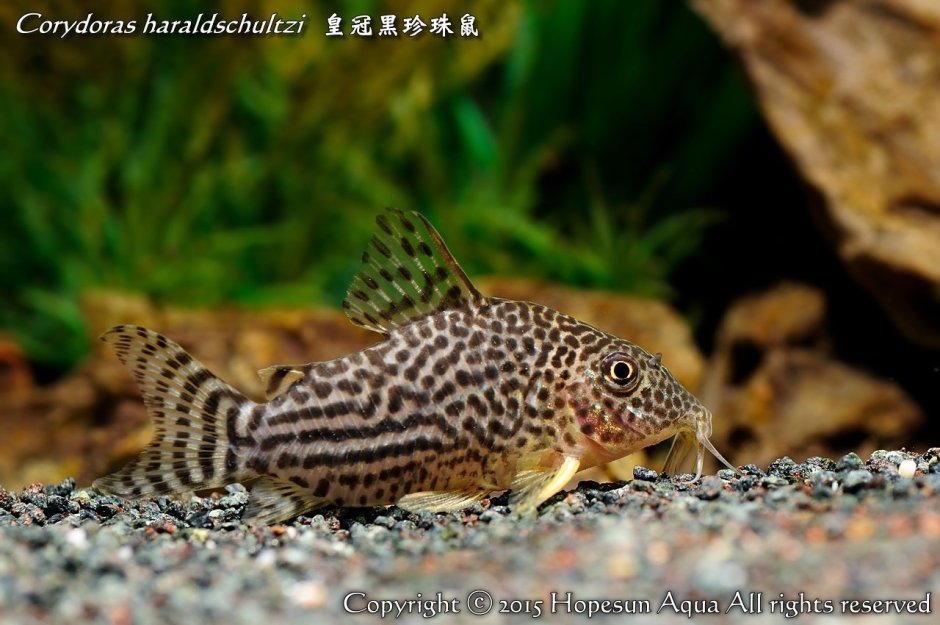 Tiger Shovelnose Catfish