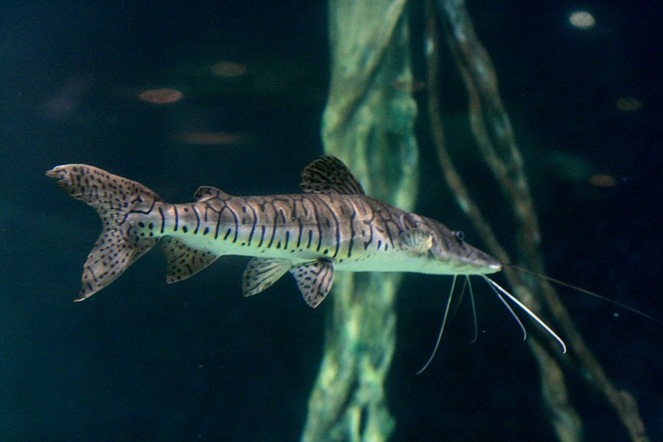 Hypancistrus SP. L340