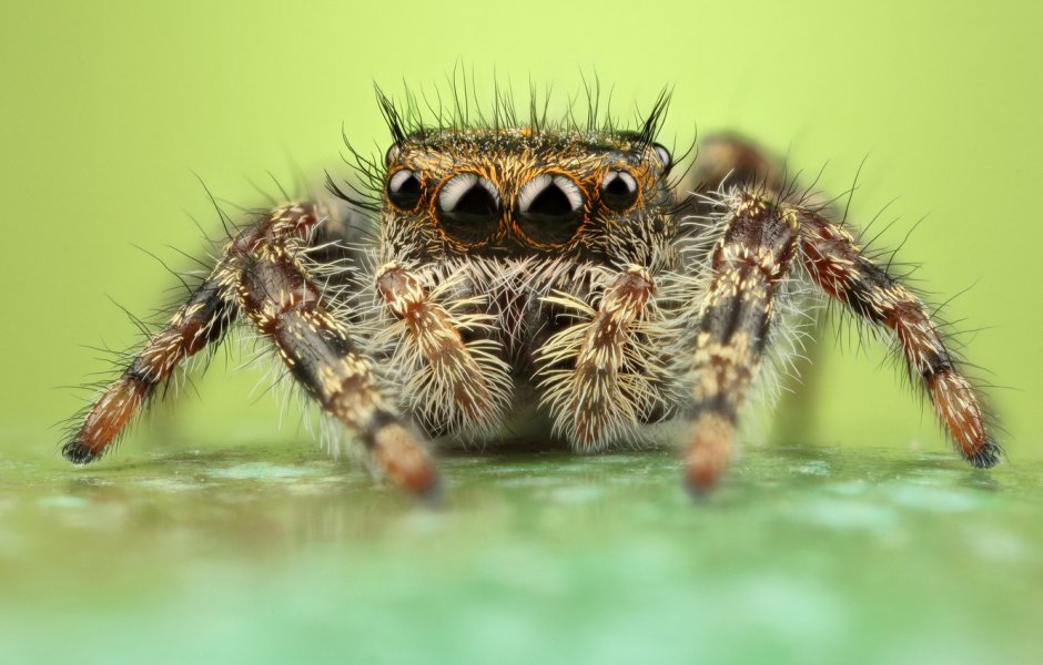 Phidippus Adumbratus