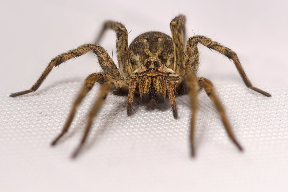 Hogna Radiata ( Тарантул, Лучистый Тарантул)