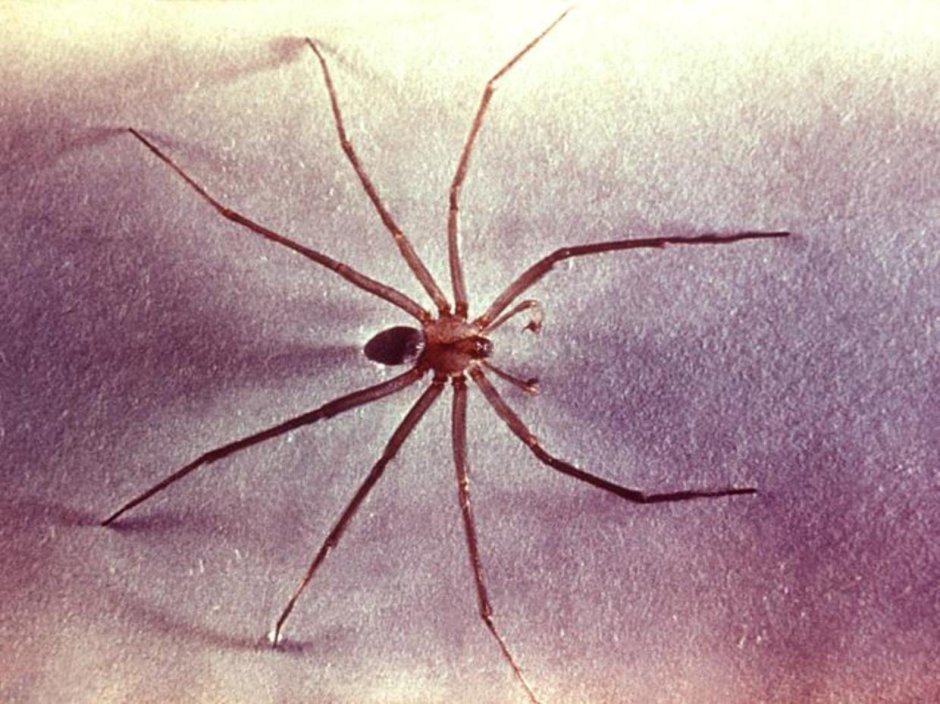 Loxosceles Laeta паук