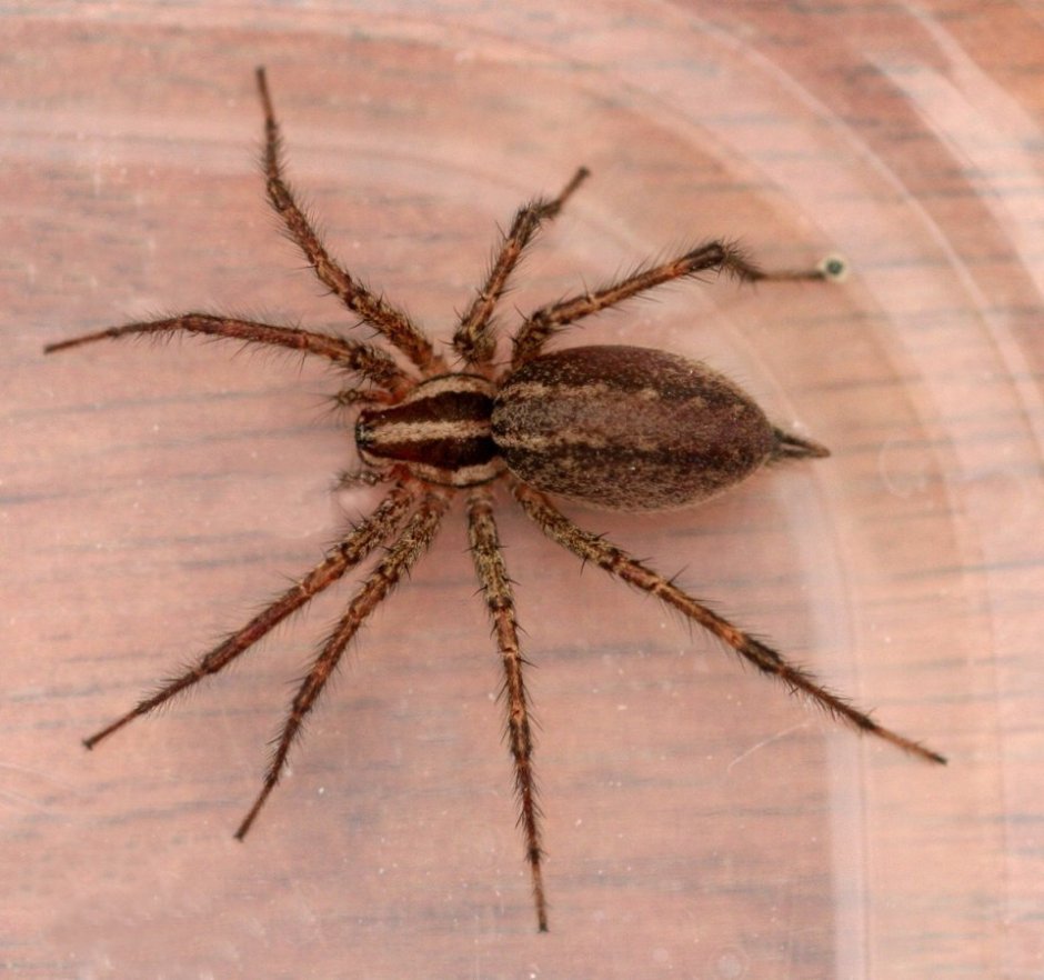 Паук Loxosceles reclusa