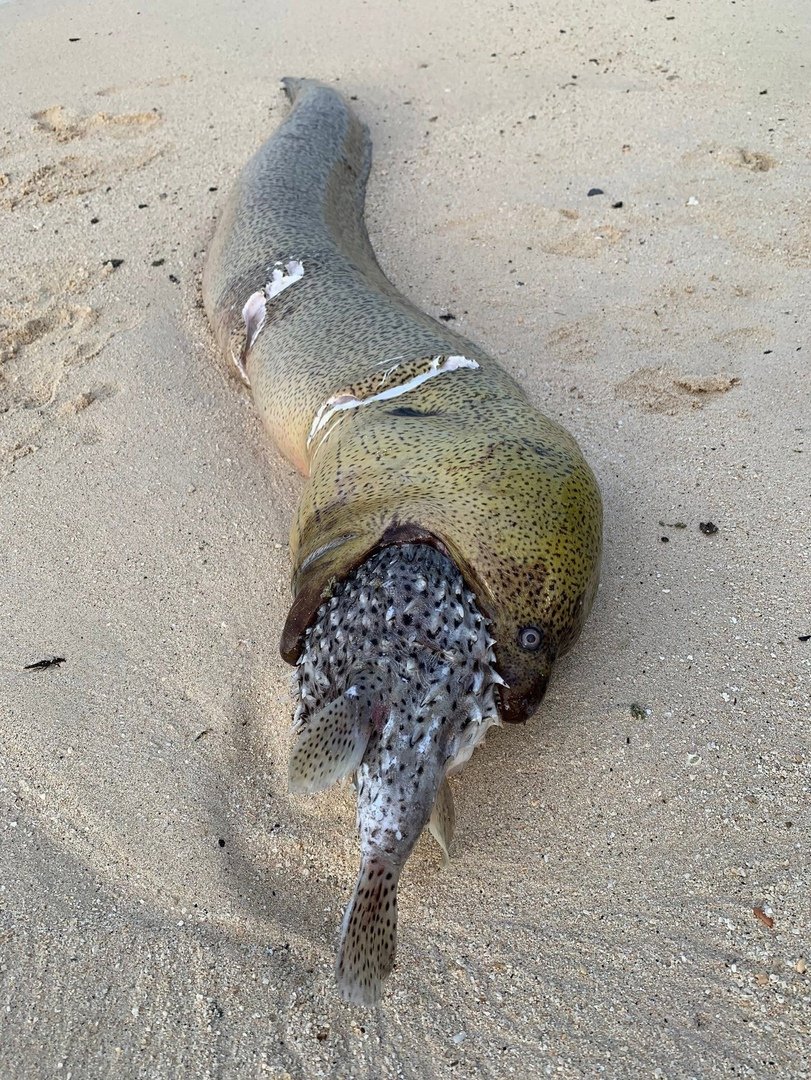 Мурена рыба