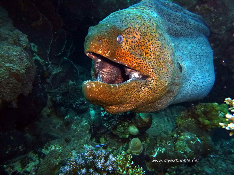 Дайвинг с рыбками