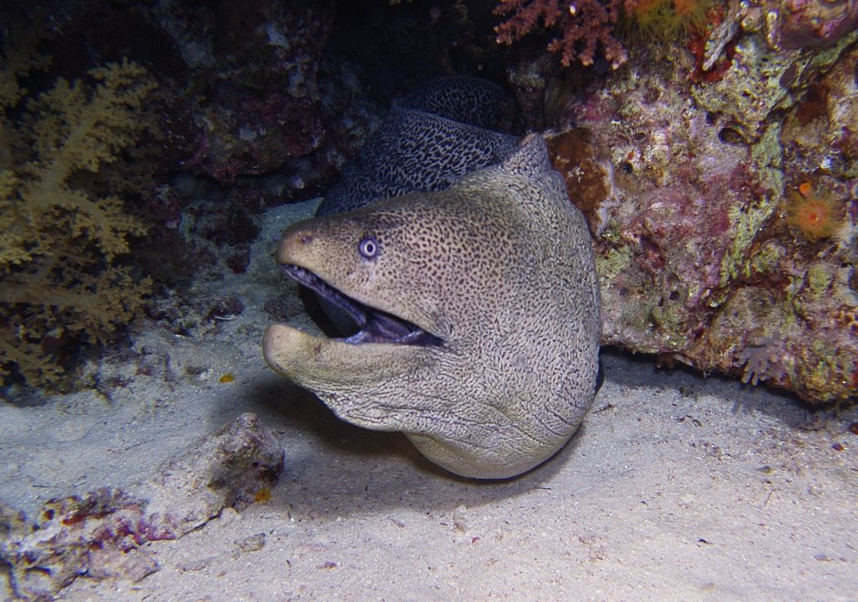 Яванская мурена