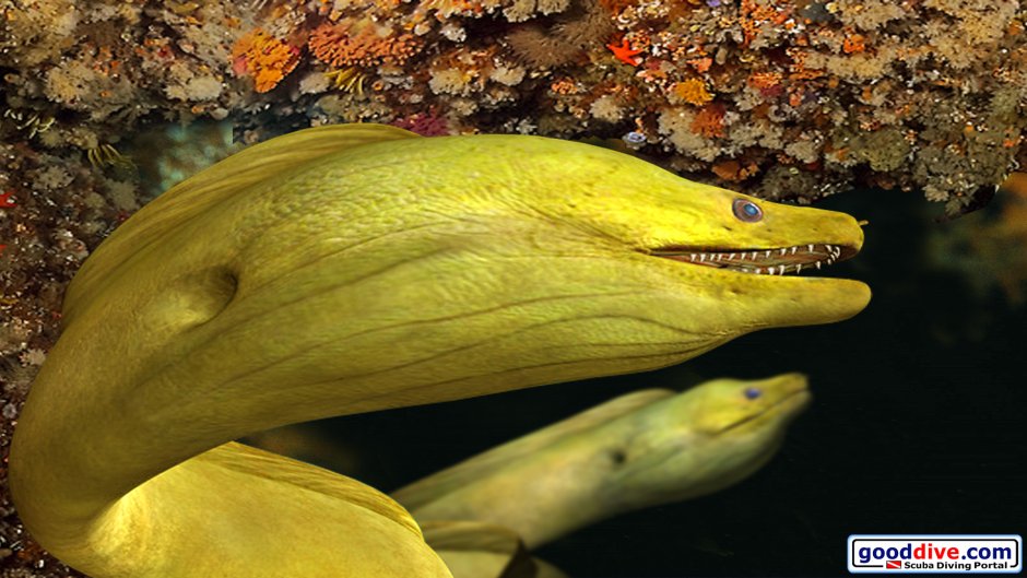 Морская змея мурена