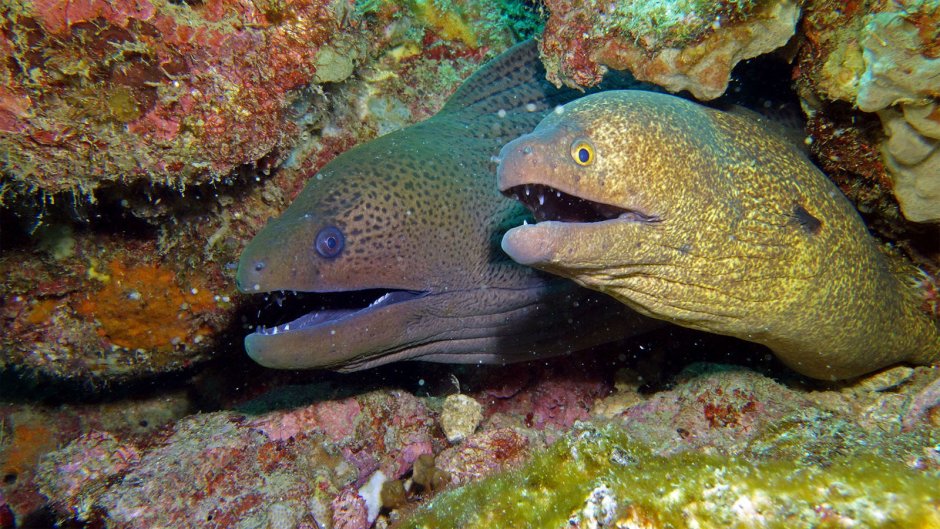 Мурена рыба