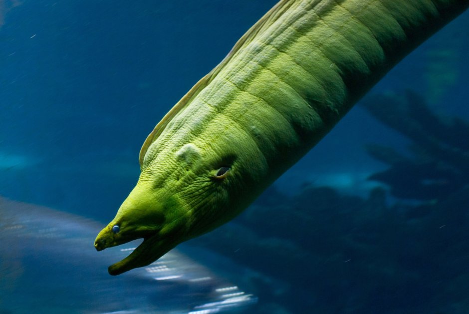 Морская змея мурена