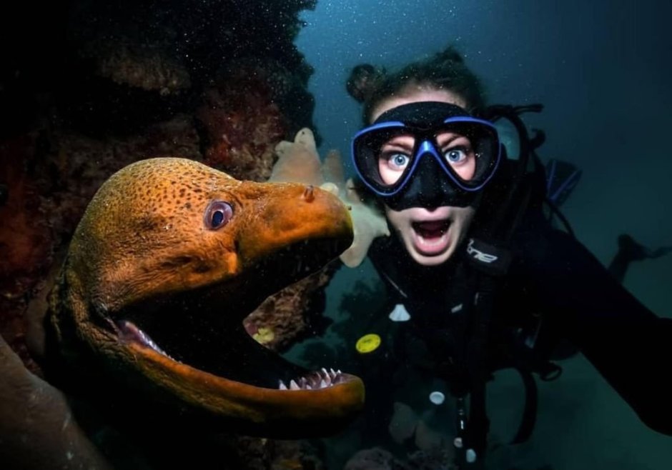 Зеленая мурена