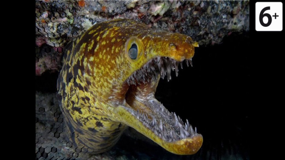 Мурена в индийском океане