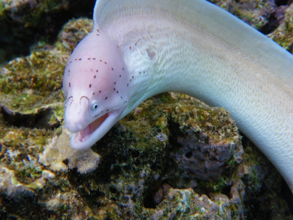 Морская змея мурена