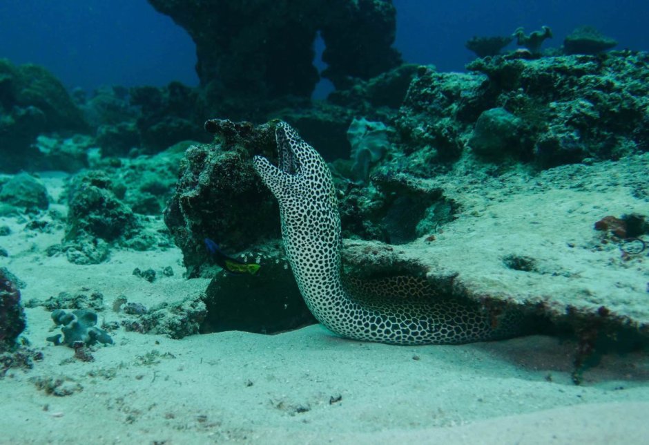 Иглокожие морской огурец