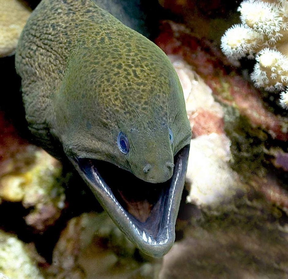 Мурена Комета рыба