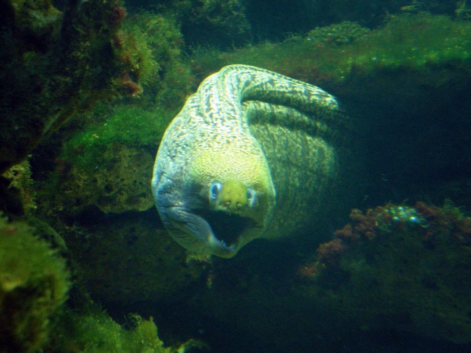 Мурена рыба большая