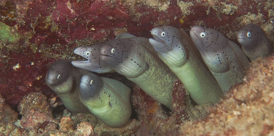 Глаза цвета мурены