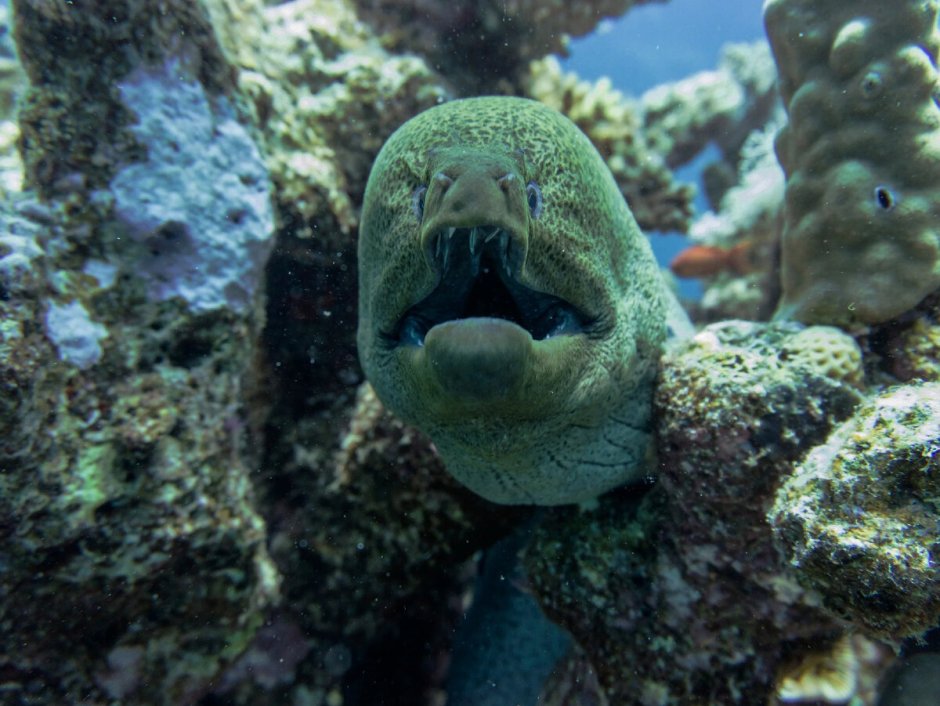 Рыбы красного моря мурена