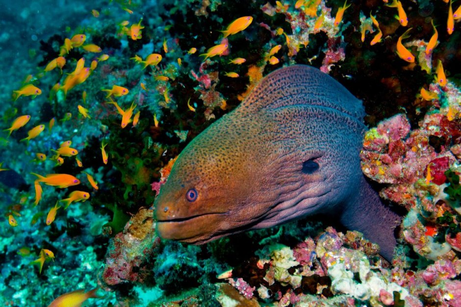 Мурена в рифах