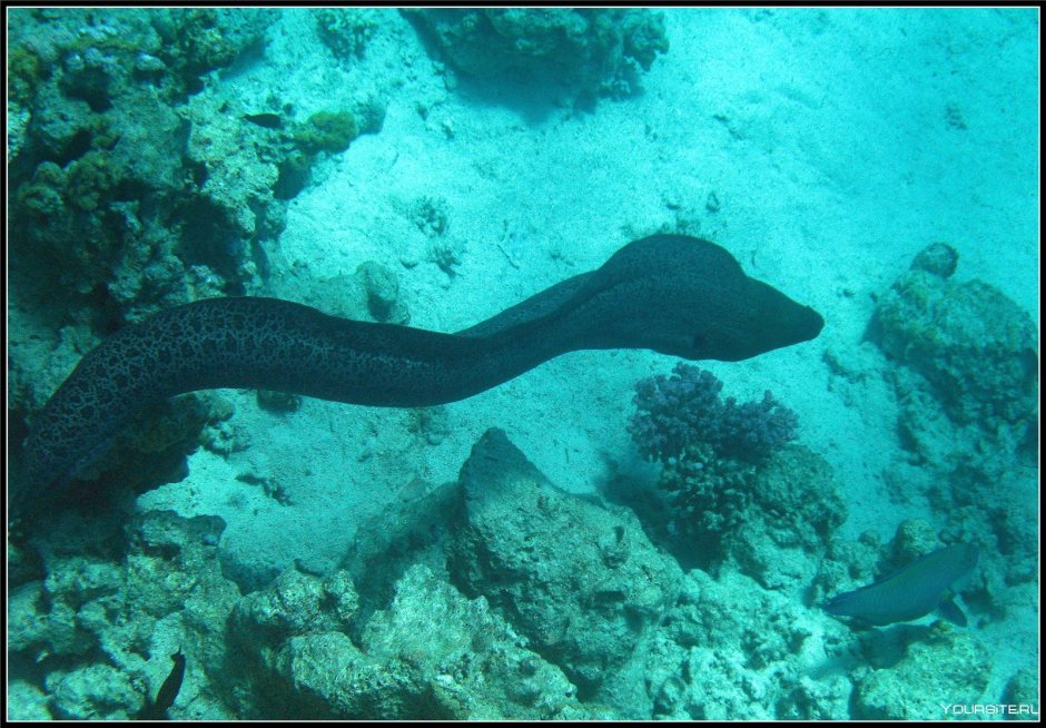 Мурена рыба ядовитая