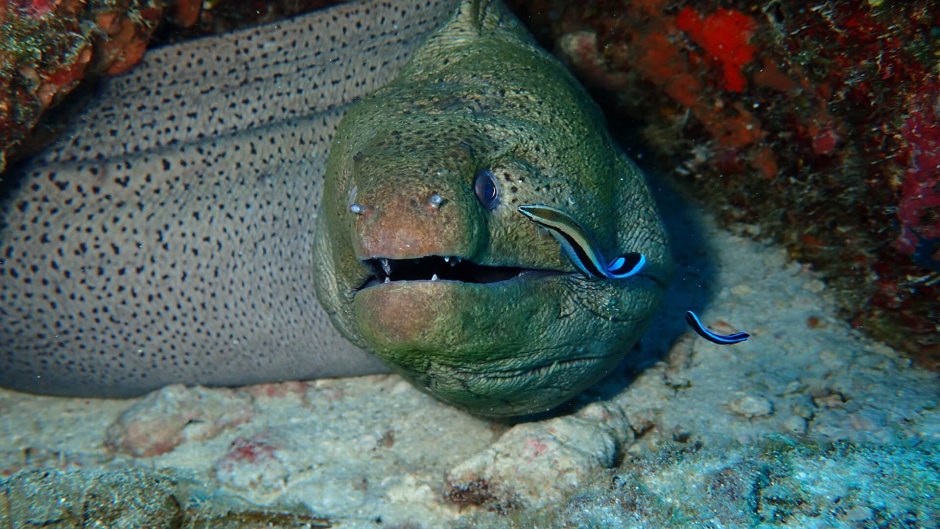 Гигантская мурена