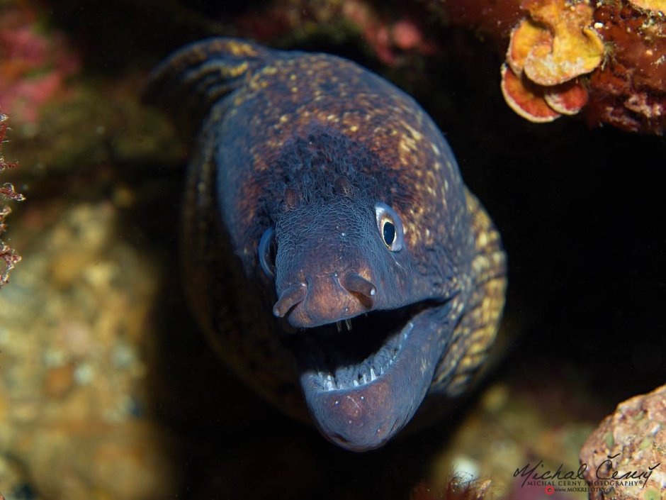 Мурена в полный рост