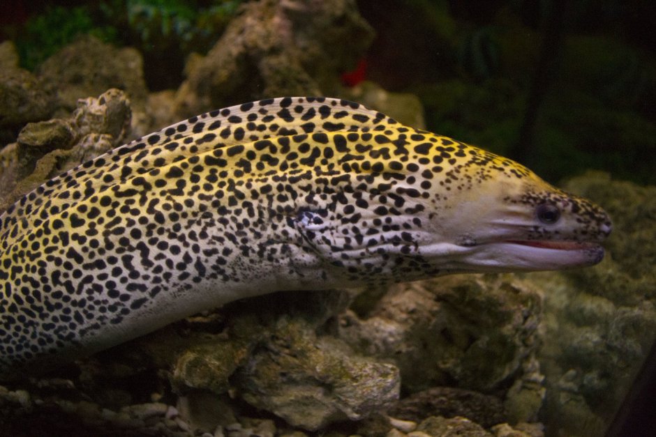 Gymnothorax undulatus