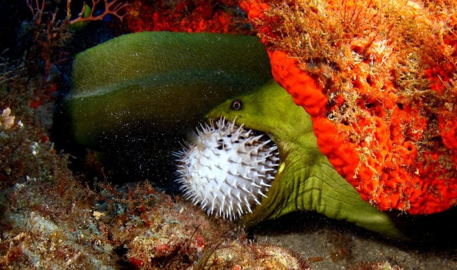 Gymnothorax flavimarginatus