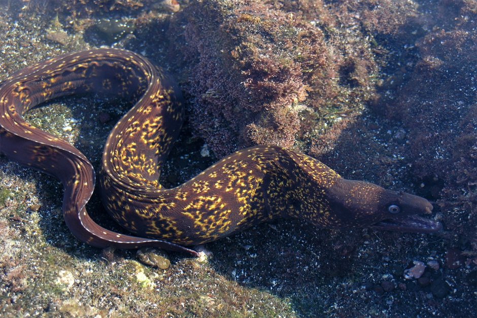 Средиземноморская мурена