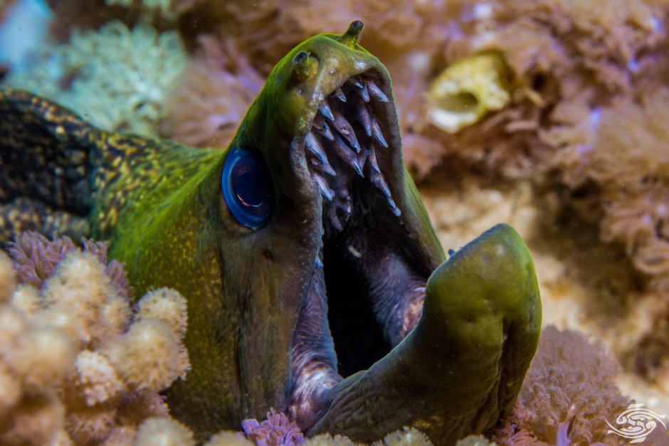 Угорь океанический