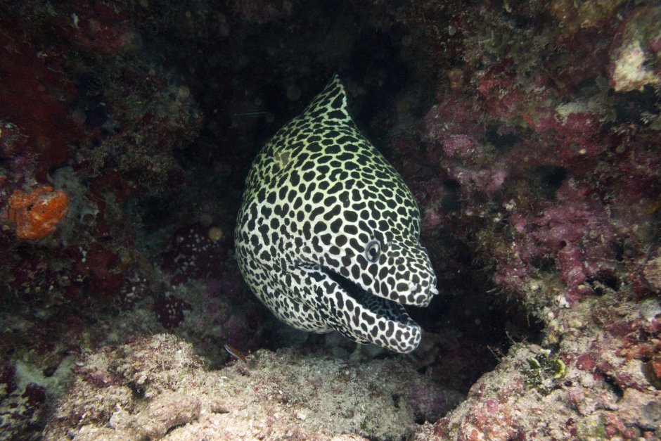 Рыбы еж мурена