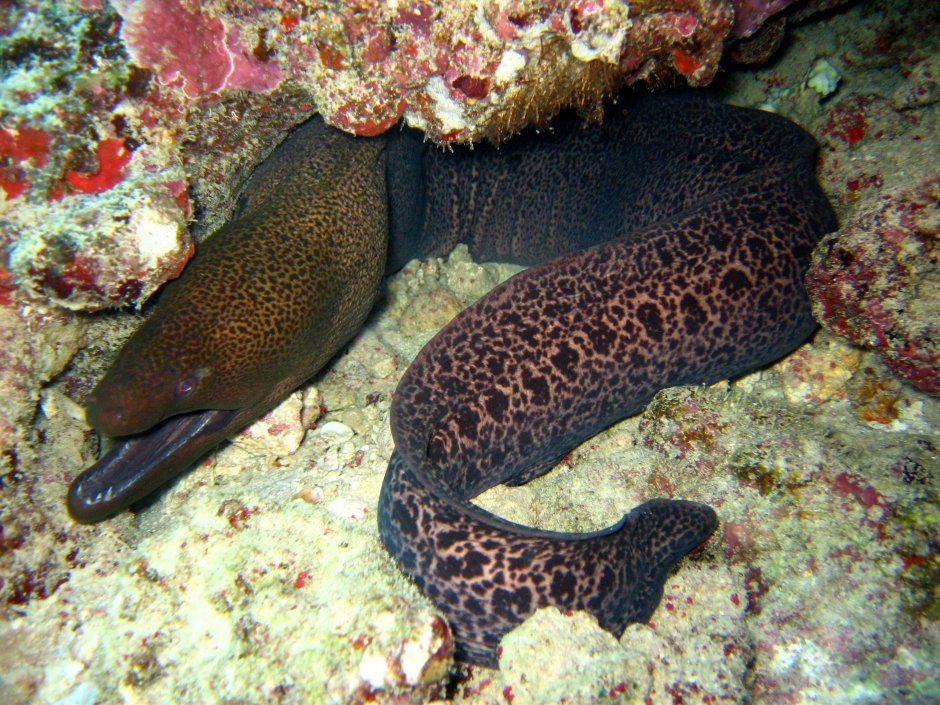 Морская змея мурена