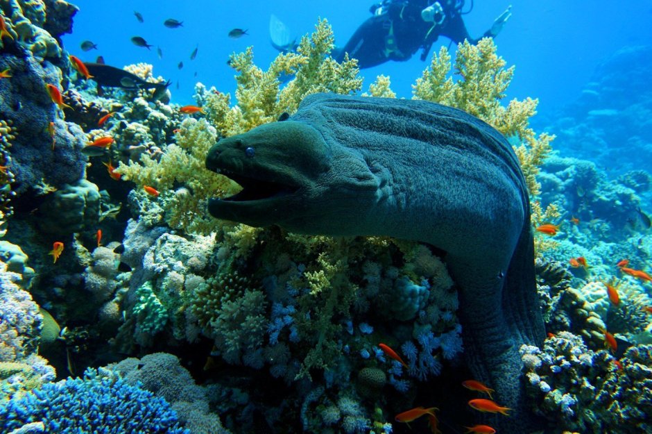 Мурена Комета рыба