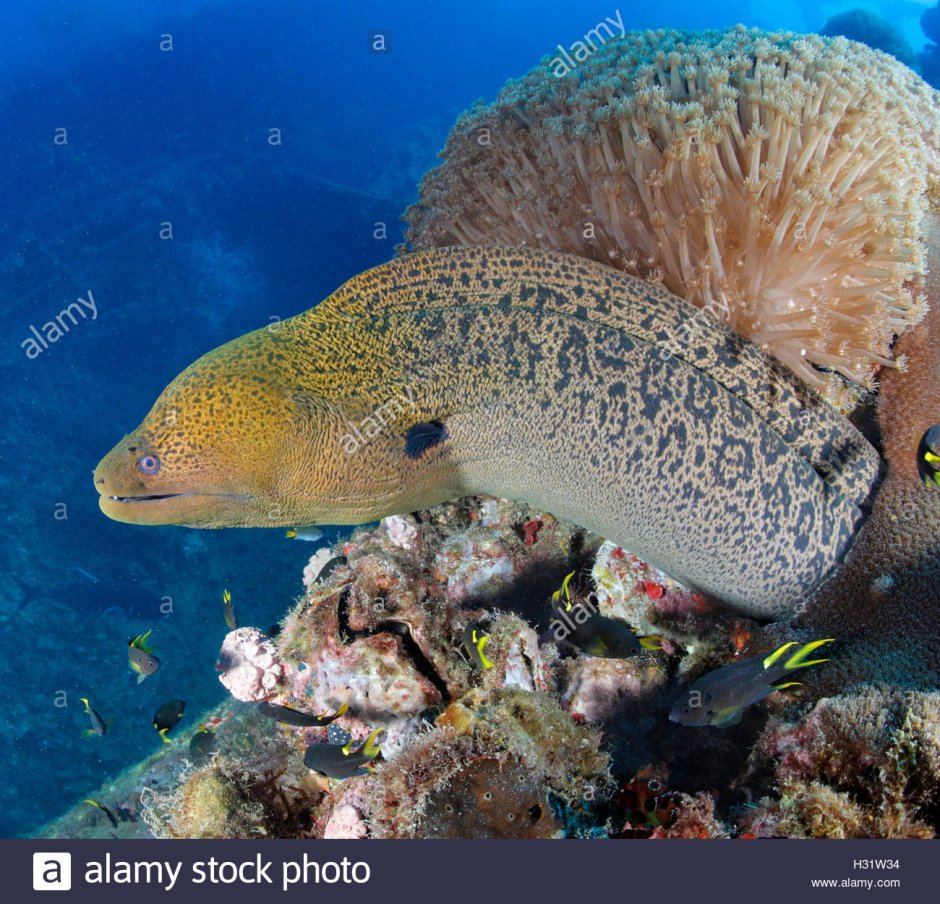 Strophidon sathete мурена