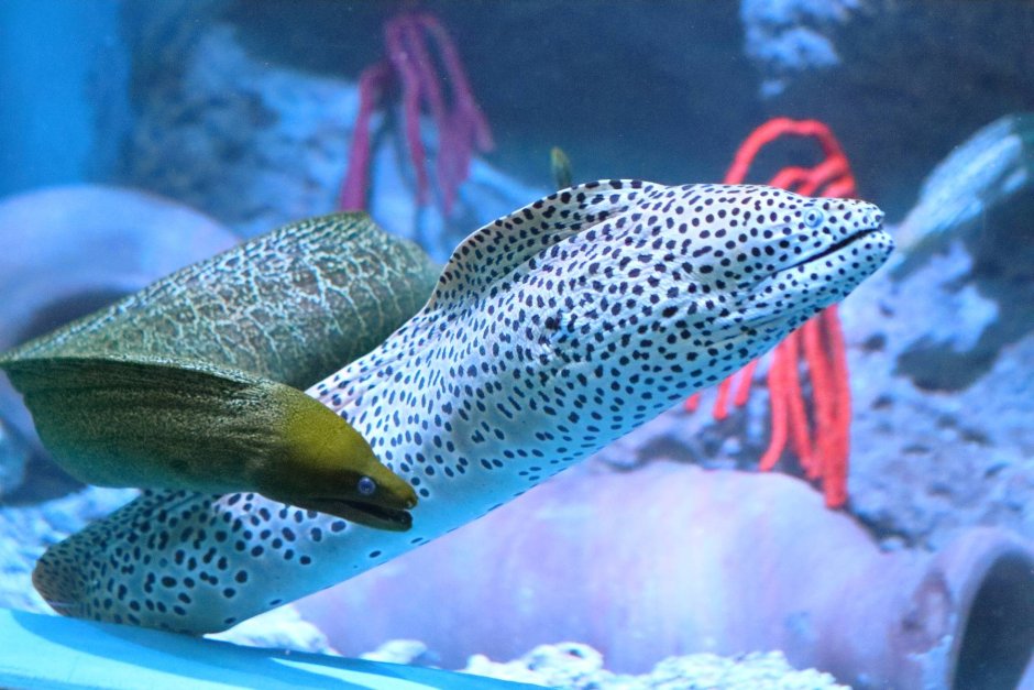 Леопардовая мурена