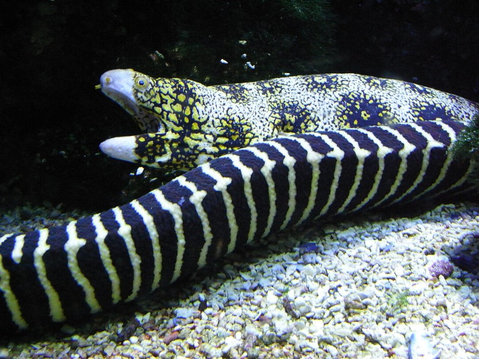 Мраморная мурена