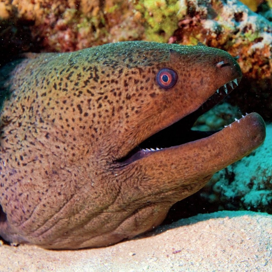 Мурена рыба