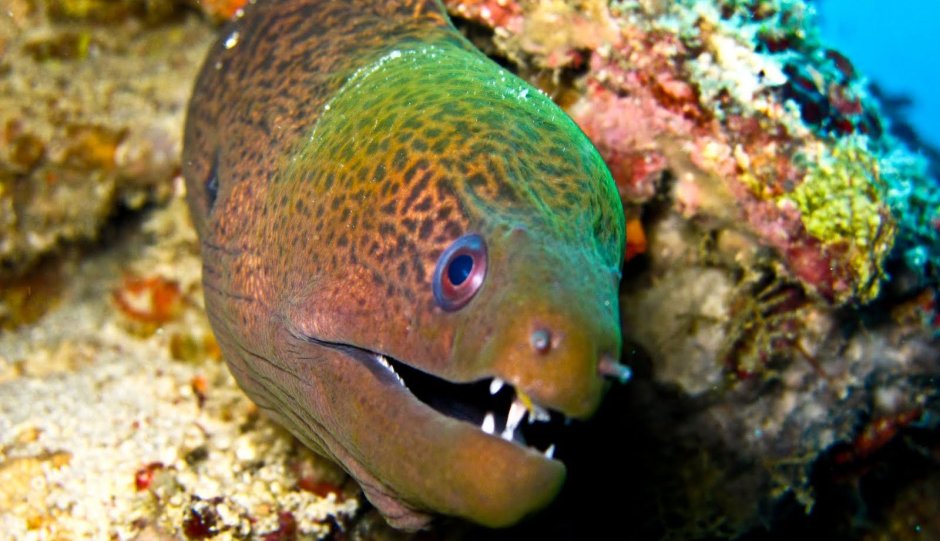 Средиземноморская мурена