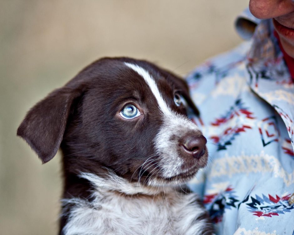Salish Wool Dog