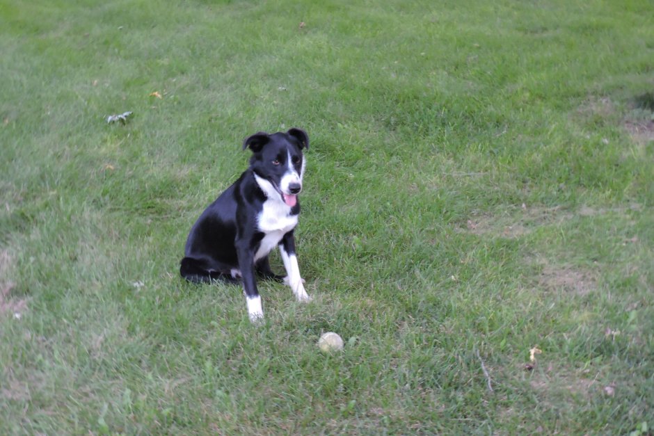 MCNAB Dog