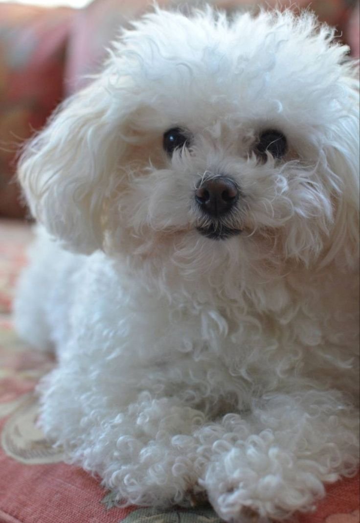 Той пудель мальтипу