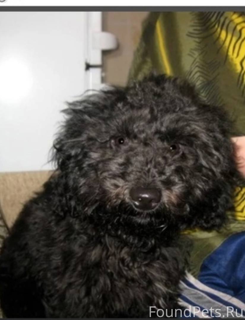 Бишон фризе