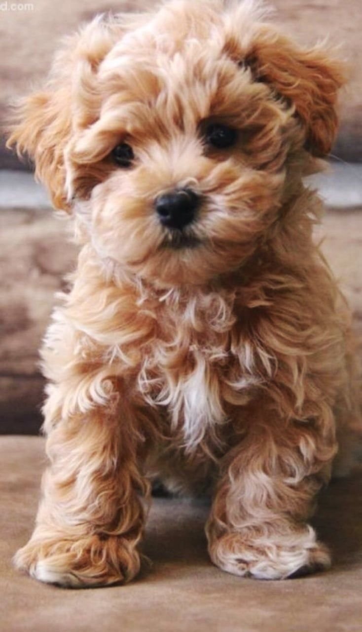 Мальтипу черно подпалый