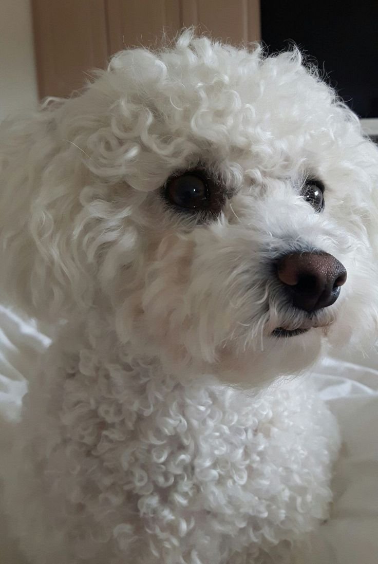 Русская салонная болонка