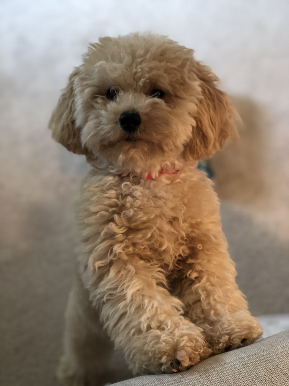 Болонка мальтипу